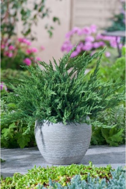 Можжевельник казацкий Тамарисцифолия в кашпо в ландшафте